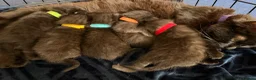 Mixed Breed cats for sale: 1/4 Maine coon cross mixed breed  - Advert 8