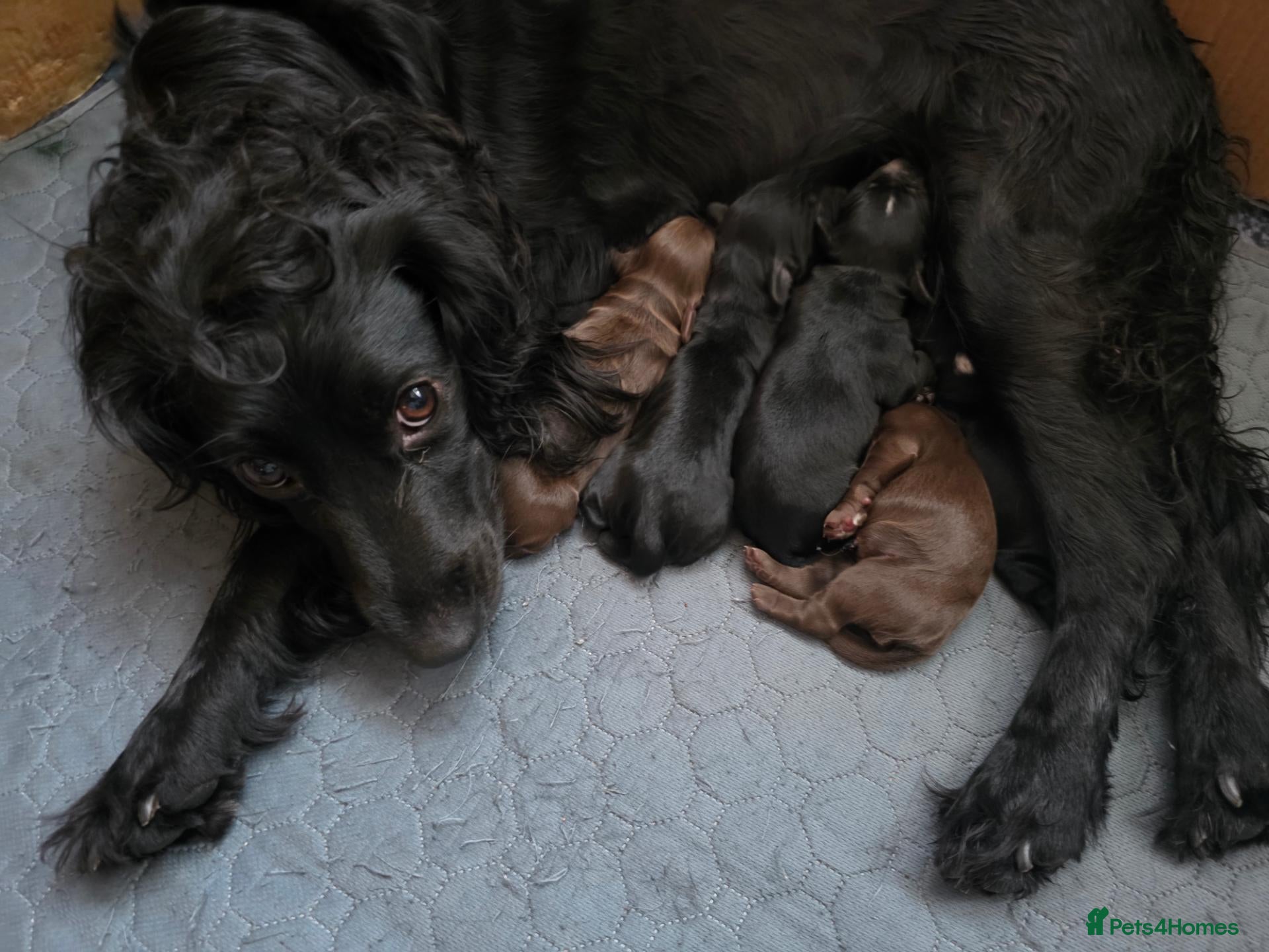 Cocker Spaniel dogs for sale: Cocker Spaniels  - Advert 1