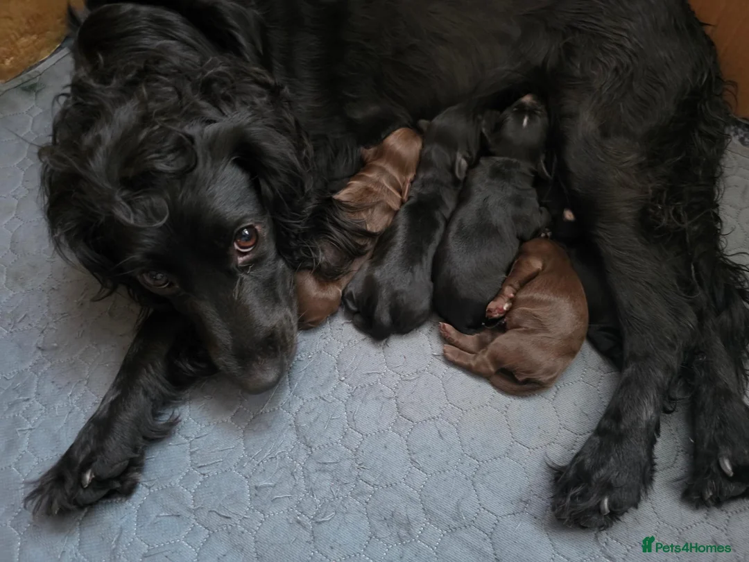 Cocker Spaniel dogs for sale: Cocker Spaniels  - Advert 1