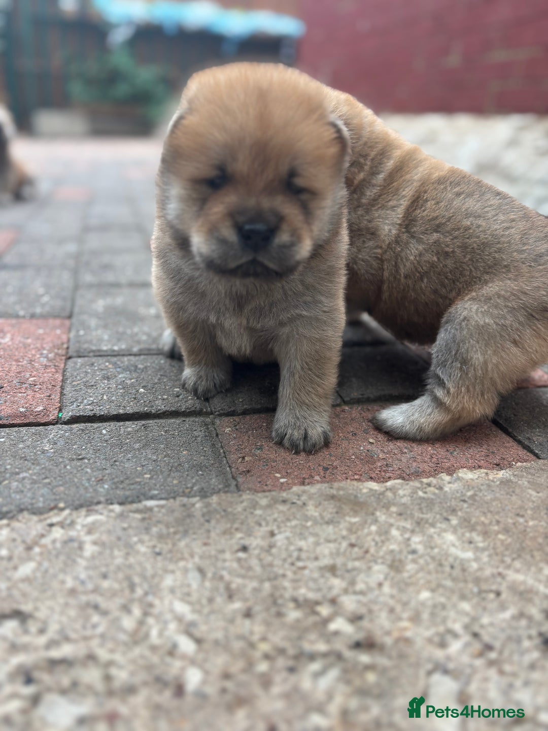 Chow Chow dogs for sale: chow chow puppies  - Image 24