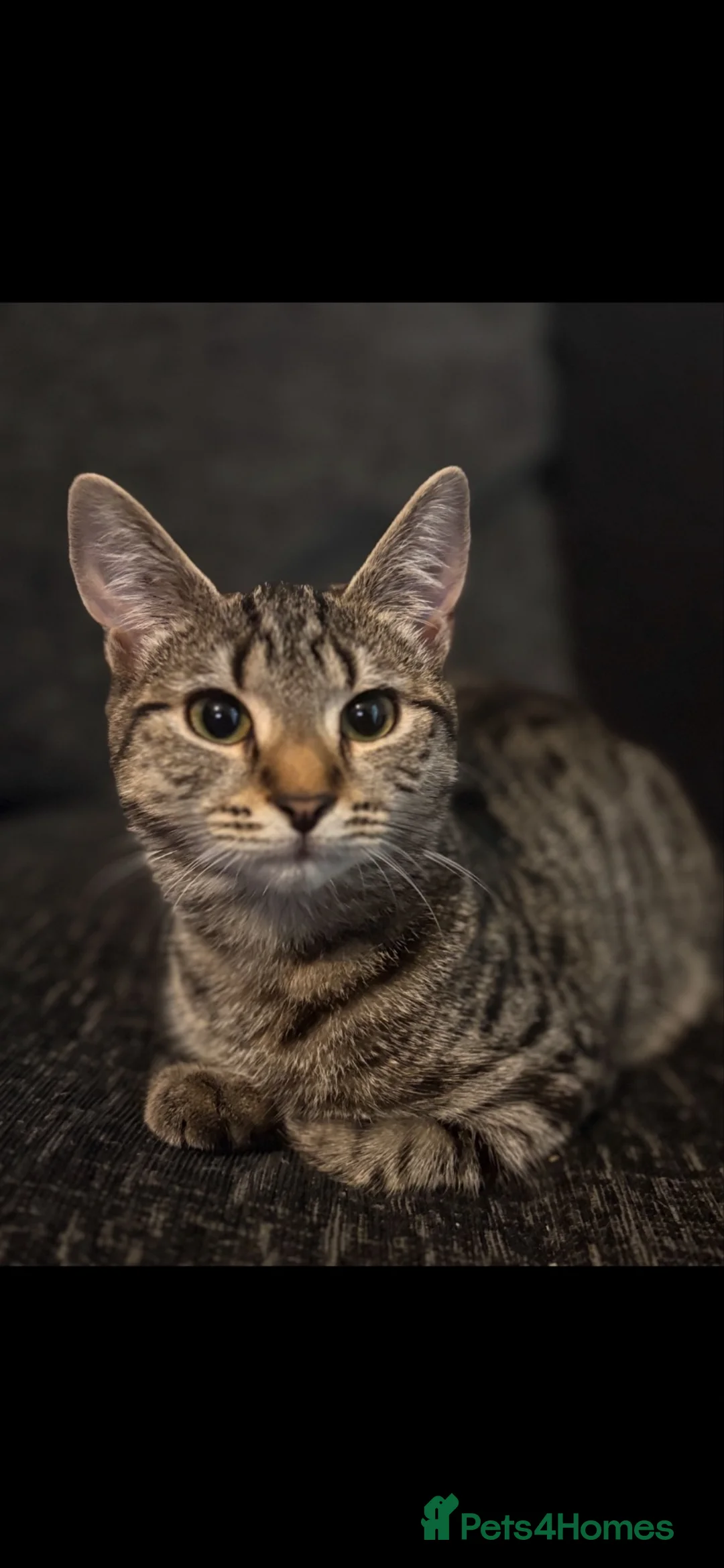 Mixed Breed cats for sale: 2 tabby girls  - Advert 2