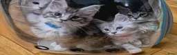 Maine Coon cats for sale: 🎀 GCCF Pedigree Maine Coon Kittens - Advert 6