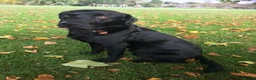 Labrador Retriever dogs for stud: Five Gen Pedigree Labrador for Stud - Advert 5