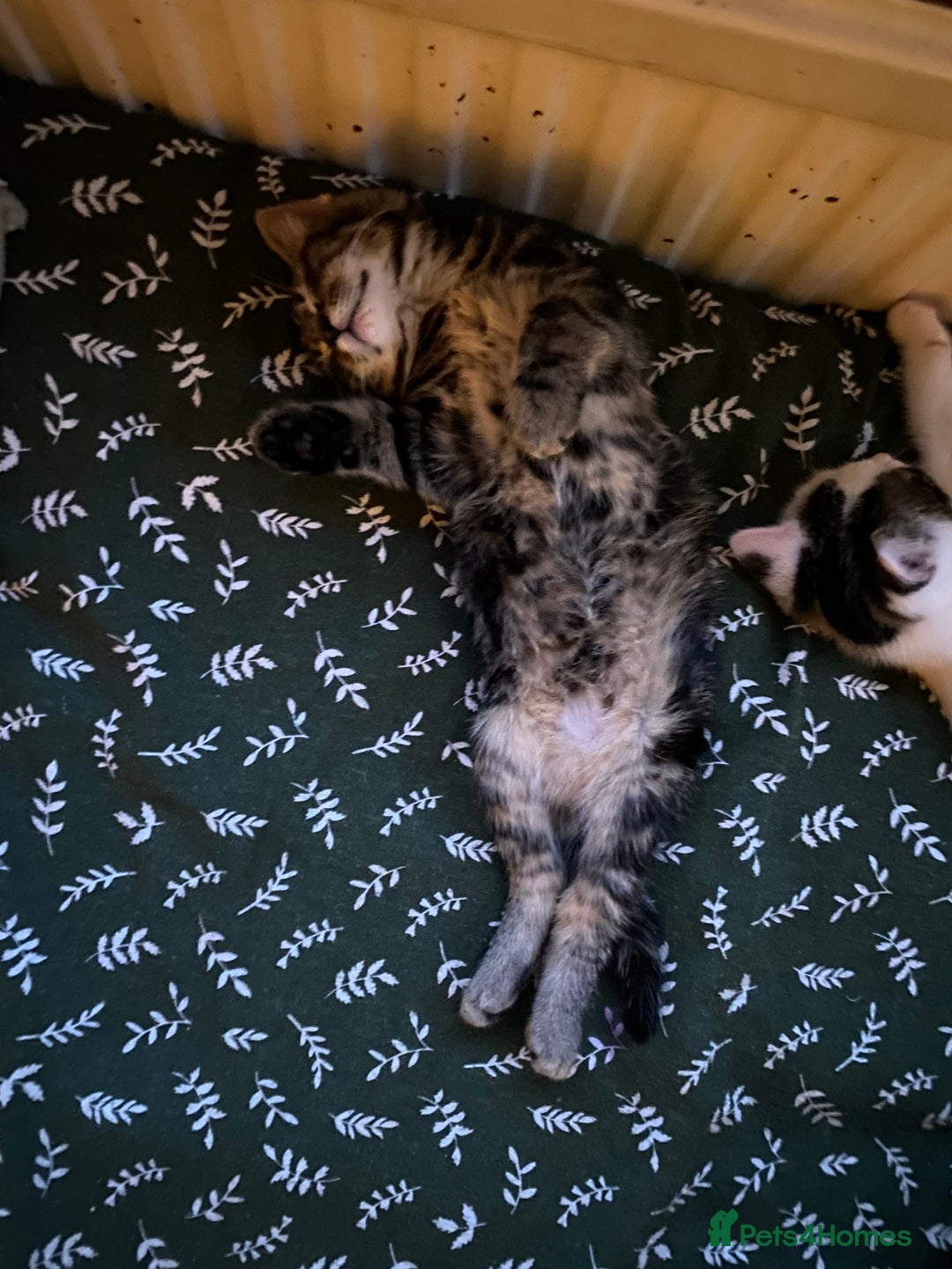 Mixed Breed cats for sale: Beautiful kitten male  - Advert 10