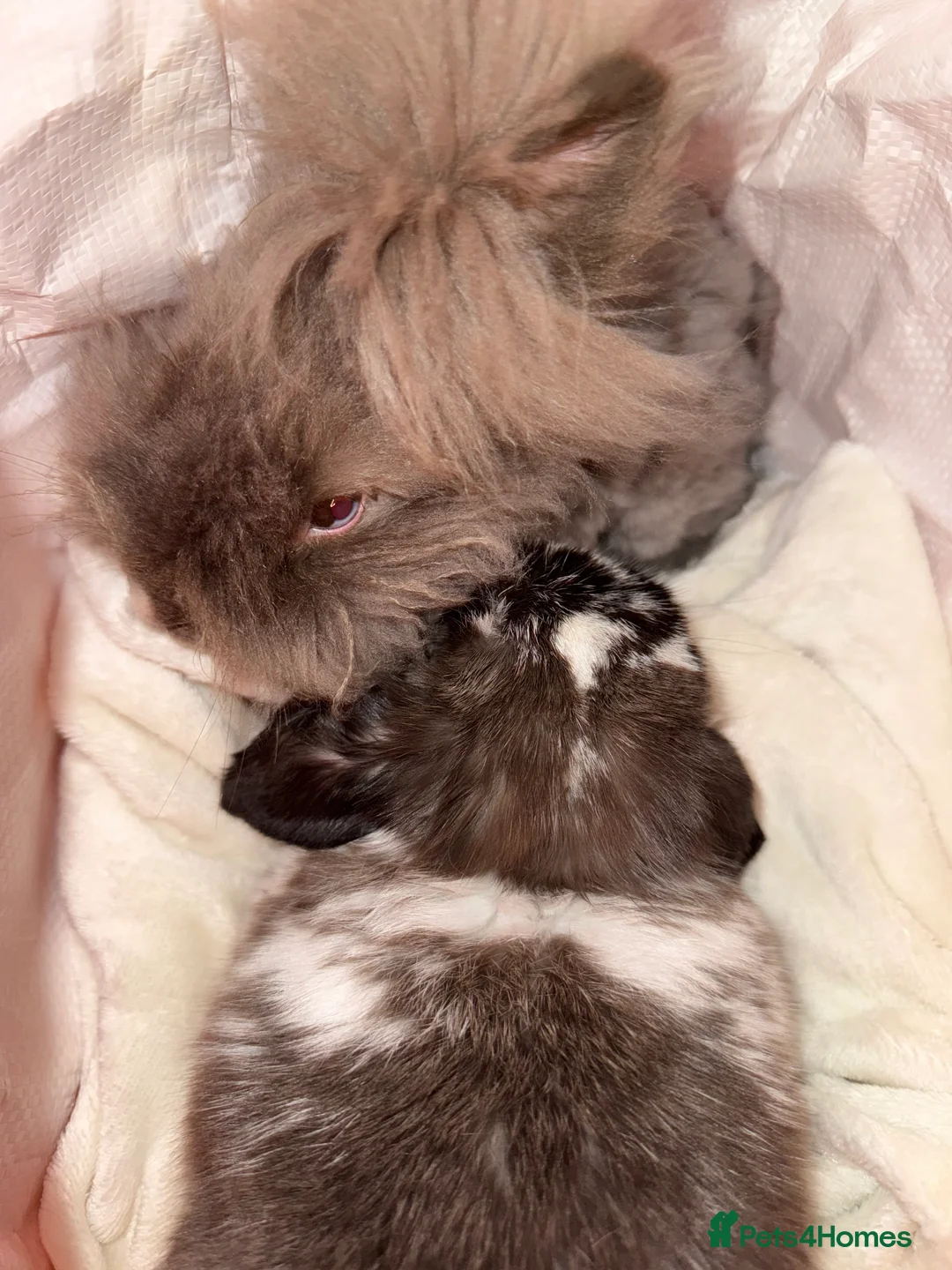 Angora rabbits for sale: Baby angora - Advert 2