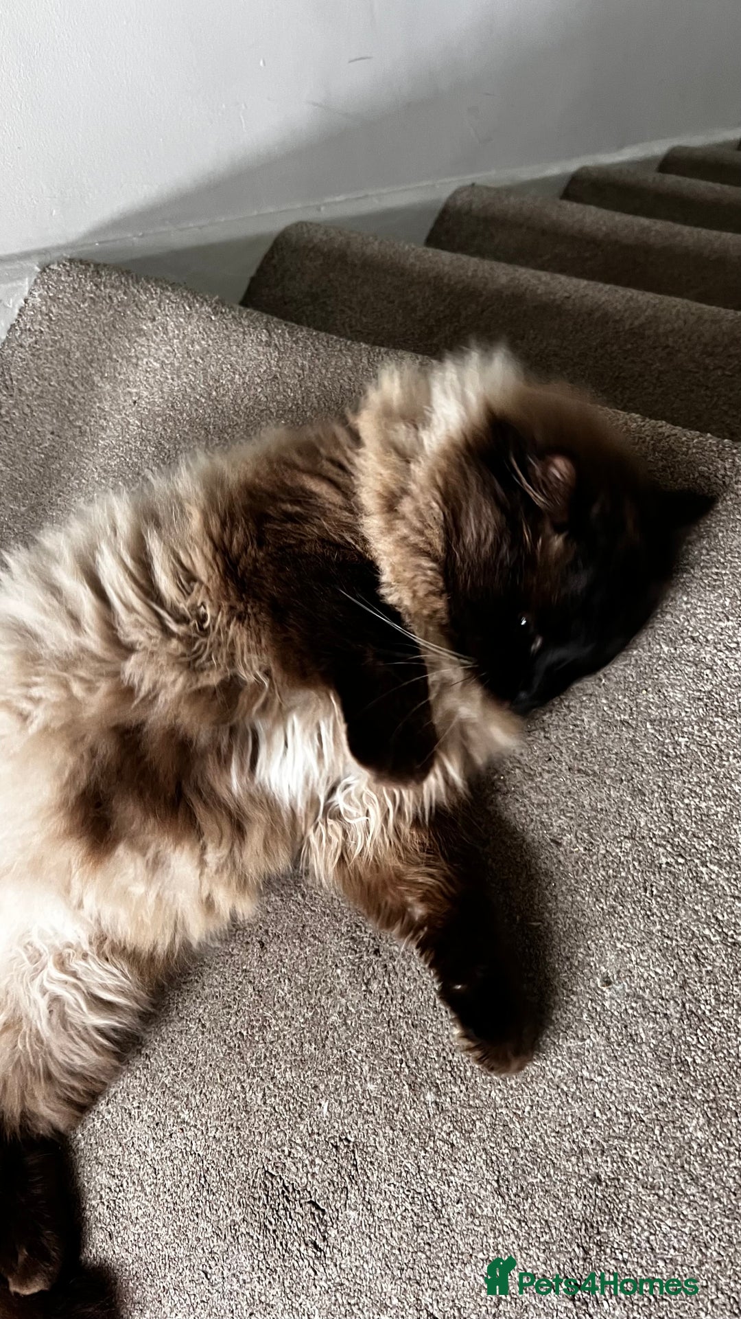 Ragdoll cats for sale: Mink ragdoll male - Advert 3