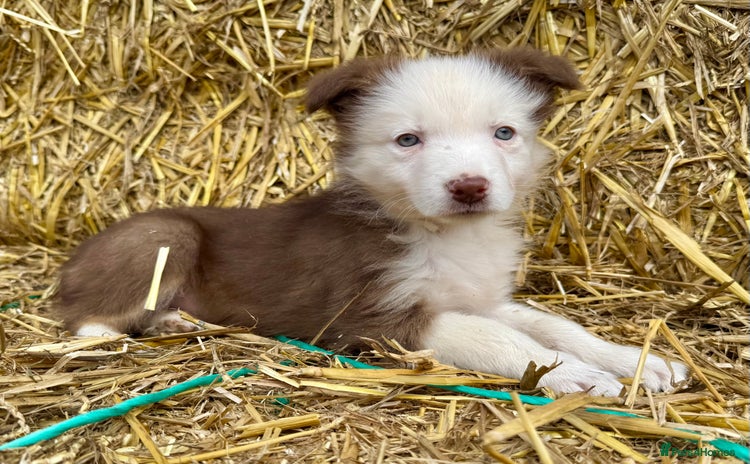 Border Collie dogs - Advert 4