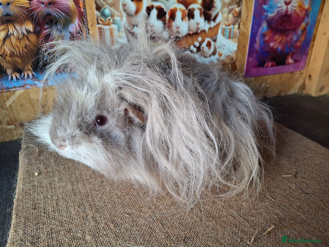 Guinea Pig rodents for sale: Lunkarya - Image 5