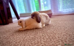 Mini Lop rabbits for sale: Mini lop babies - Image 15