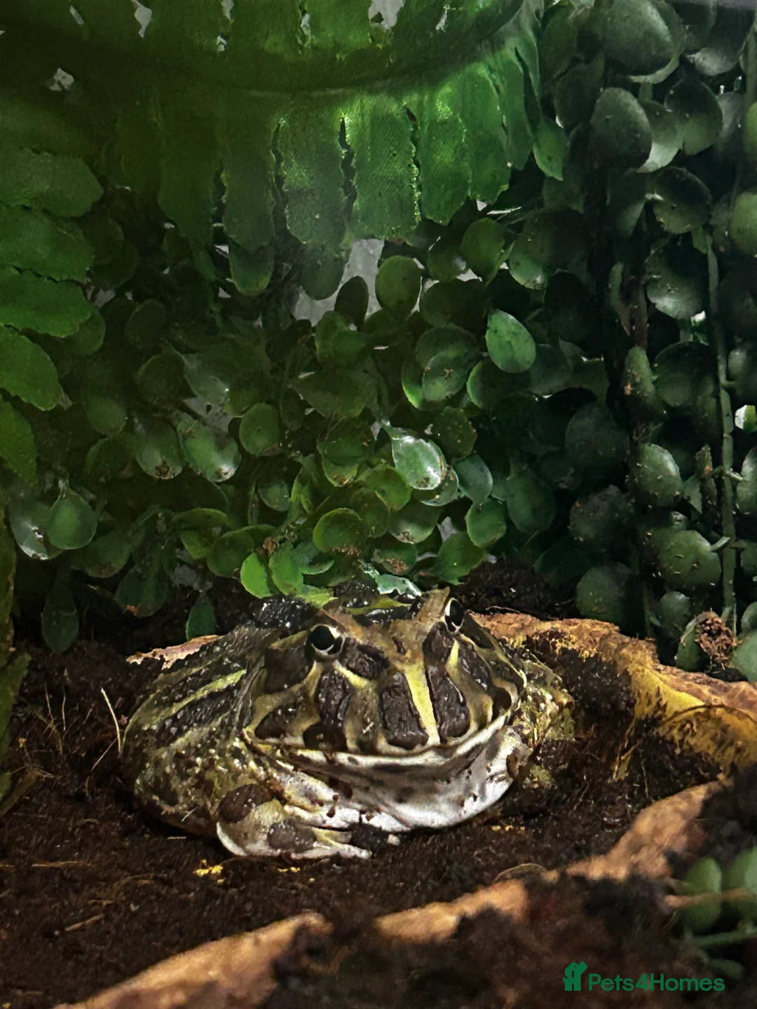 Frog reptiles for sale: Packman Frog  - Advert 2