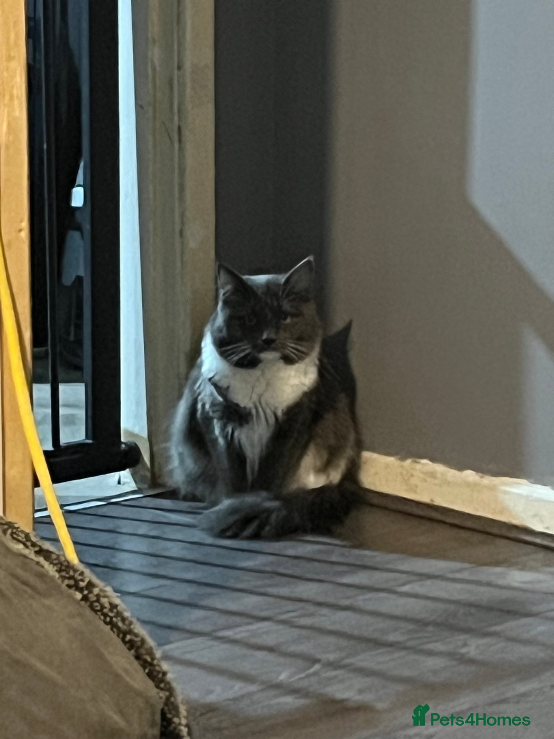 Maine Coon cats for sale: Maine coon male - Advert 2