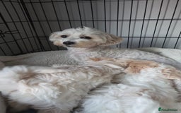 Maltipoo dogs for sale: Maltipoo Puppies  - Image 6