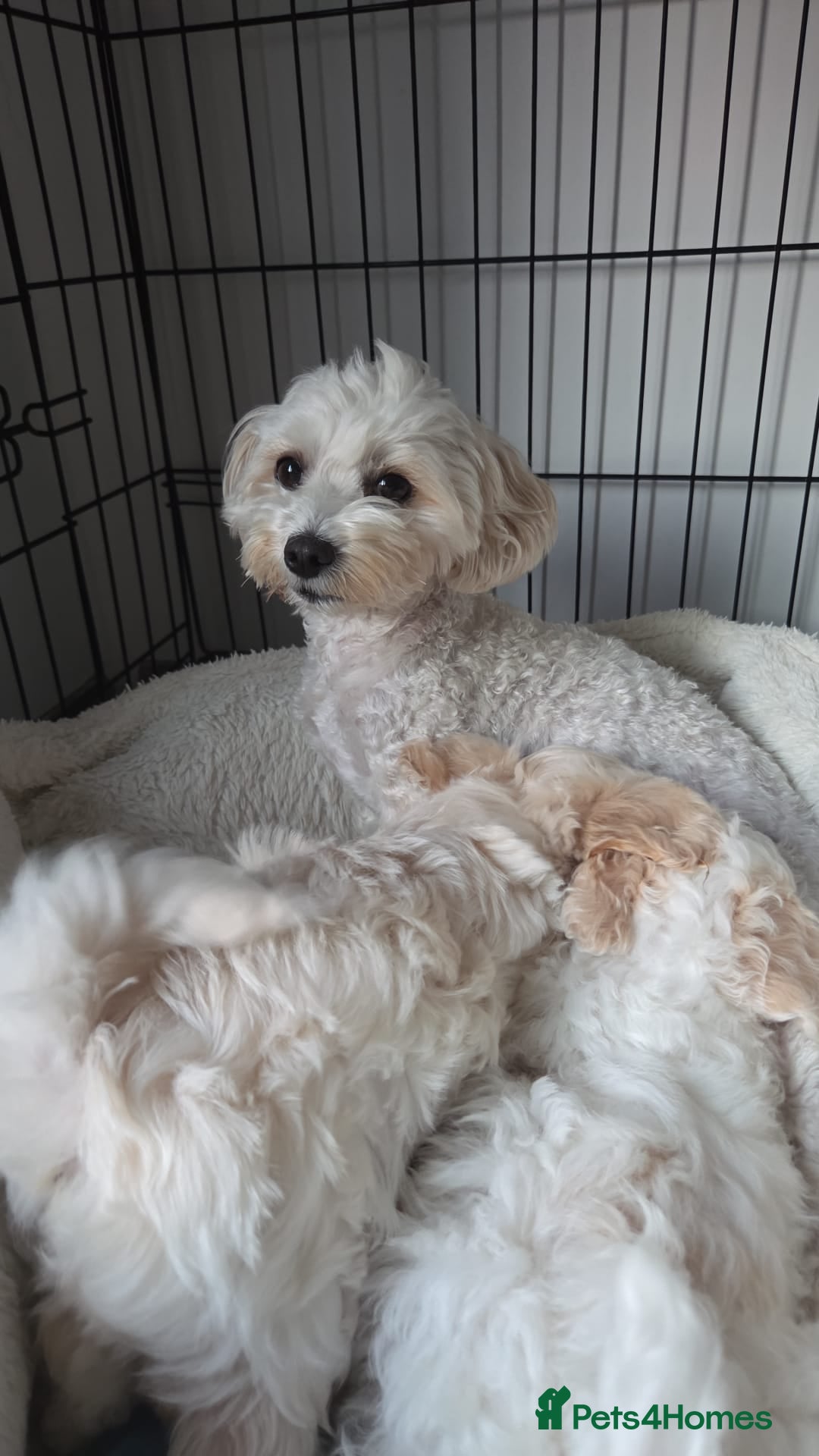 Maltipoo dogs for sale: Maltipoo Puppies  - Image 6