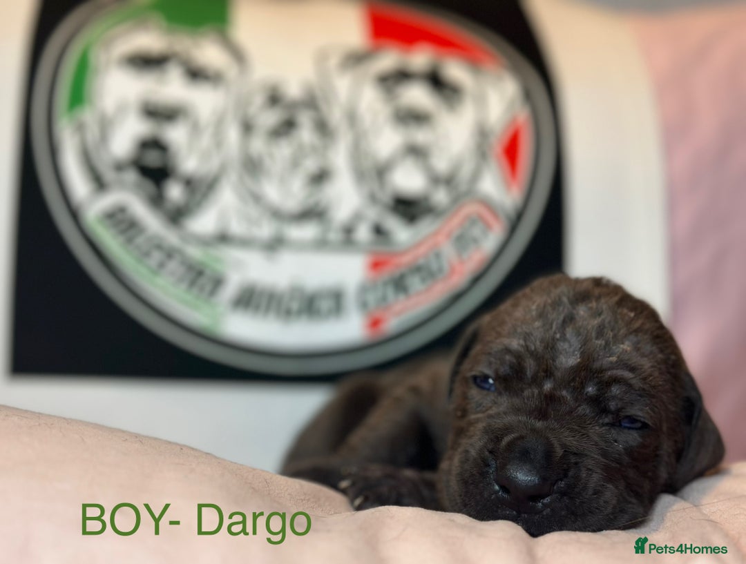 Cane Corso dogs for sale: Cane corso IKC/FCI  - Advert 16