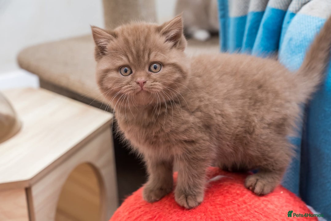 British Shorthair cats for sale: Beautiful BSH Kittens  - Advert 4