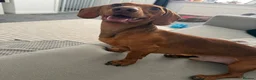 Miniature Dachshund dogs for sale: 18 month old miniature dachshund boy  - Advert 5