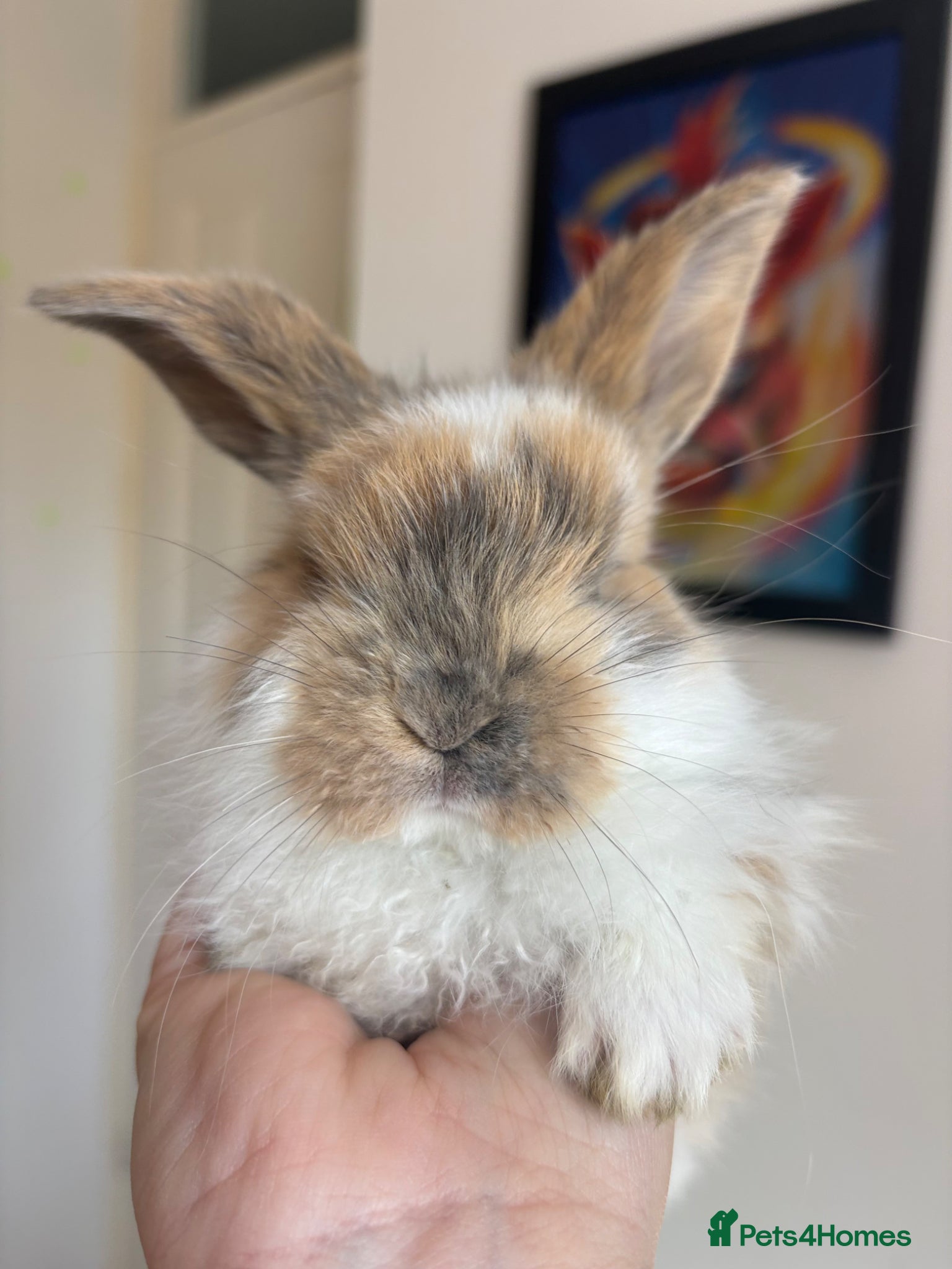 French Lop rabbits The happy hoppers Frenchlop babies!  - Advert 1