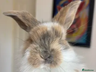 French Lop rabbits The happy hoppers Frenchlop babies! - Advert 5