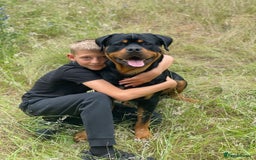 Rottweiler dogs for sale: Stunning Rottweiler puppies  - Image 17