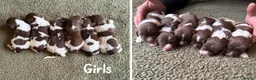 English Springer Spaniel dogs for sale: 🐶KC REG SPRINGER SPANIEL PUPPIES READY 3rd JULY🐶 - Advert 3