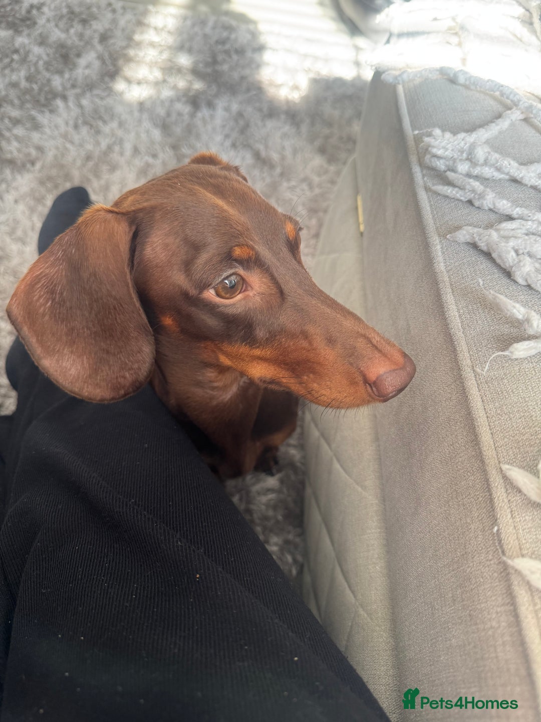 Dachshund dogs for stud: STUD ONLY (not for sale) - Advert 7