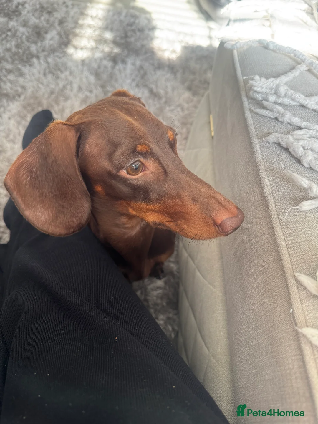 Dachshund dogs for stud: STUD ONLY (not for sale) - Advert 7