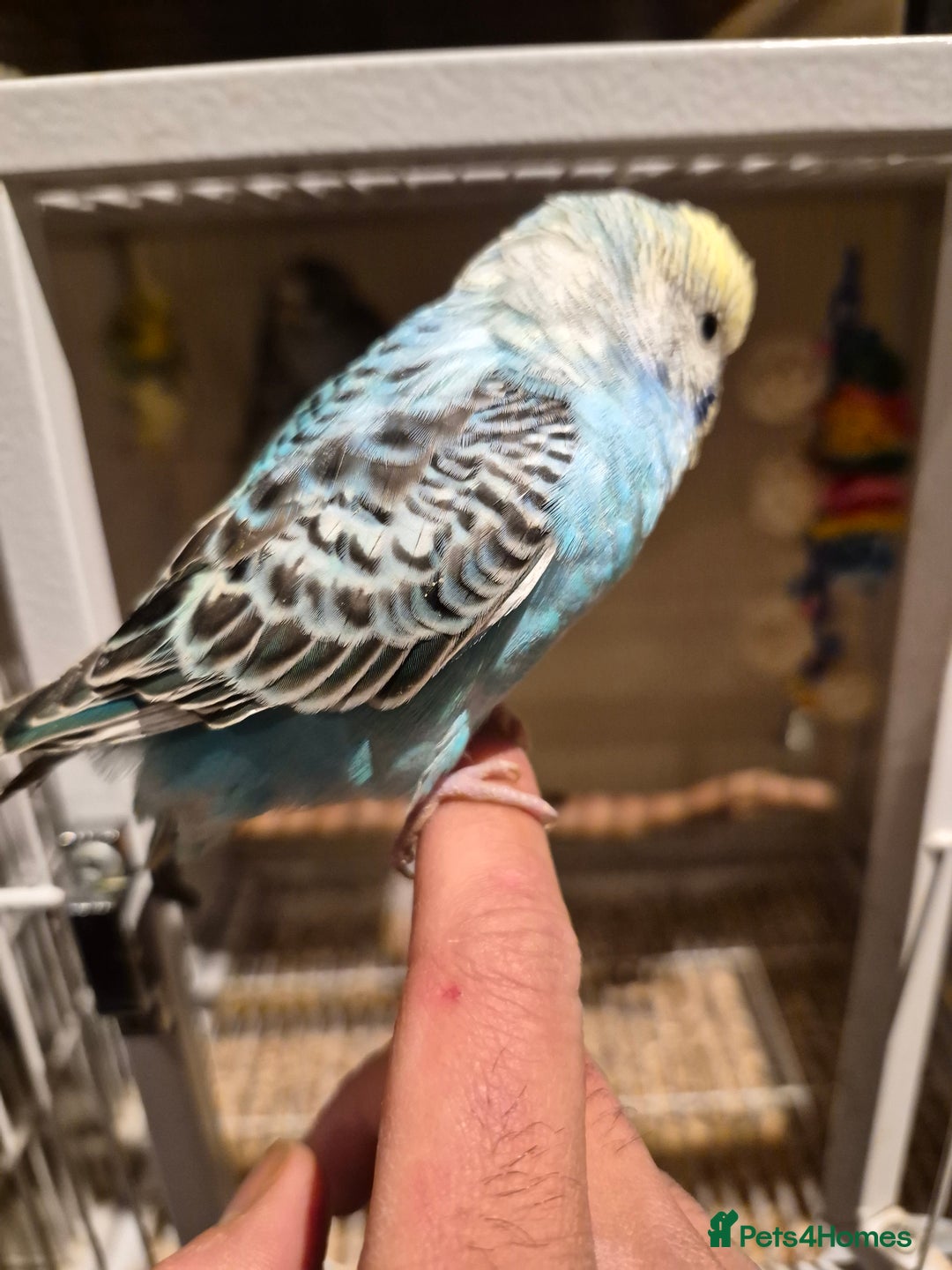 Budgerigars birds for sale: Budgies for sale all beautiful colours 🧡❤️💛 - Advert 1