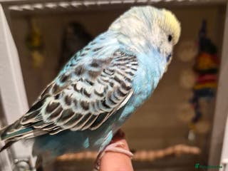 Budgerigars birds Budgies for sale all beautiful colours 🧡❤️💛 - Advert 22