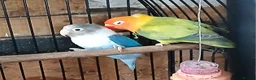Lovebirds birds for sale: Lovebirds dna'd fischers lovebirds  - Advert 13