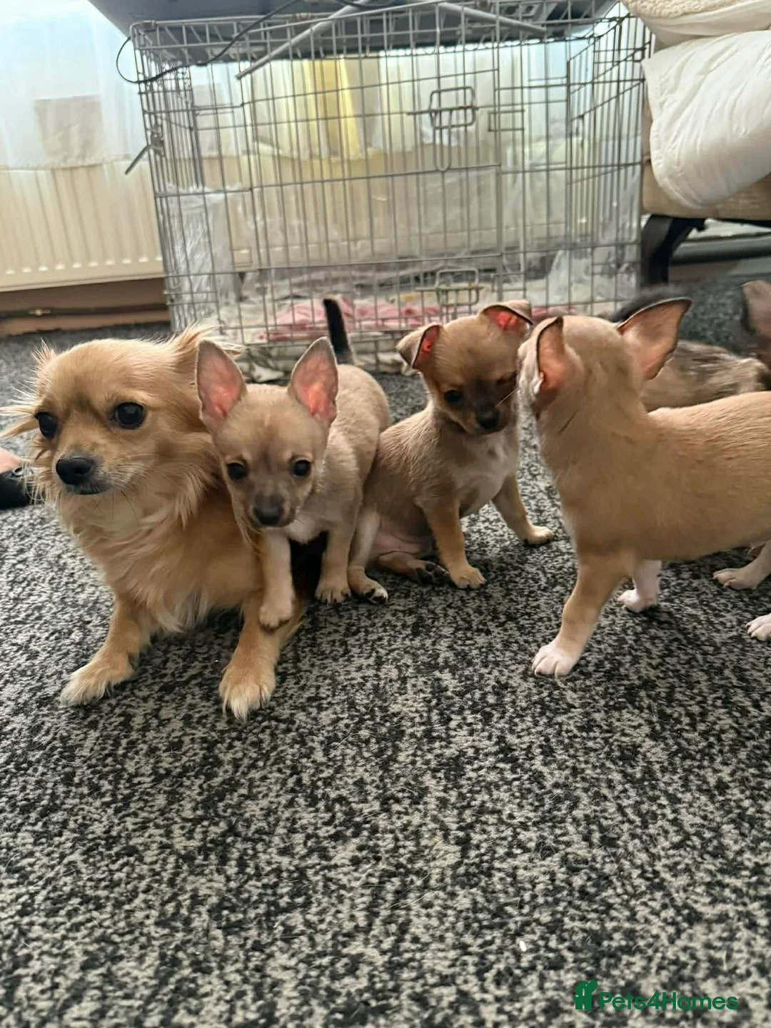 Chihuahua dogs for sale: Chuhuahua  - Advert 2