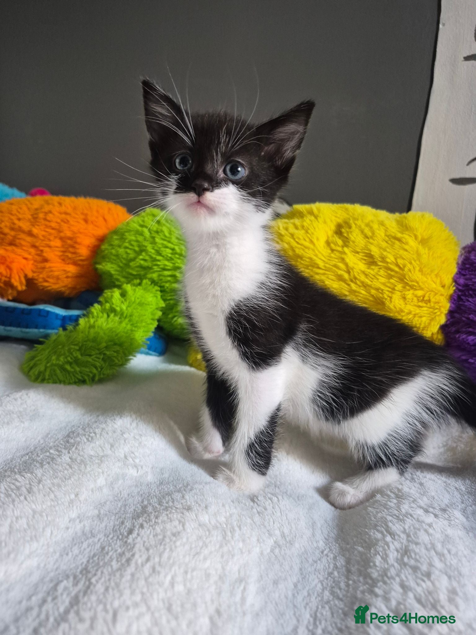 Mixed Breed cats Kittens - Advert 15
