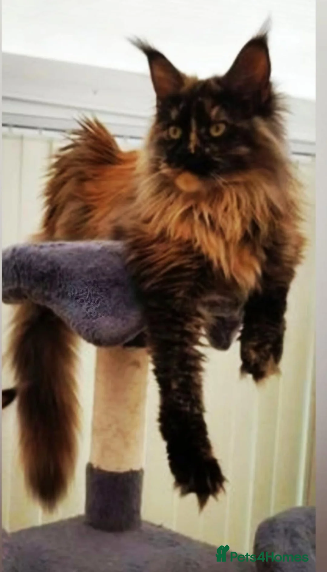 Maine Coon cats for sale: 2 beautiful girls - Advert 2