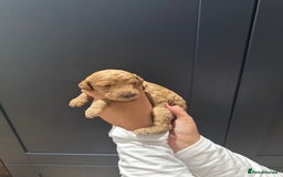 Miniature Poodle dogs for sale: Red Miniature Poodles  - Image 9