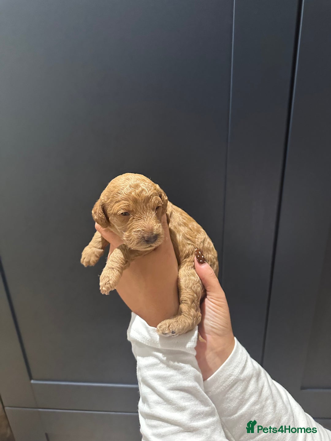 Miniature Poodle dogs for sale: Red Miniature Poodles  - Image 9