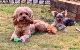 Cavapoo dogs for sale: Meet Tilly - Stunning Red F1 CavaPoo  in Rhyl - Image 18