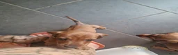 Miniature Dachshund dogs for sale: Beautiful miniature daschunds  - Advert 6