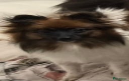 Pomeranian dogs for sale: ****7 Tri/parti Pom pups 3 girls left ** deposit - Image 1