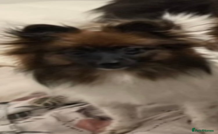 Pomeranian dogs - Advert 1