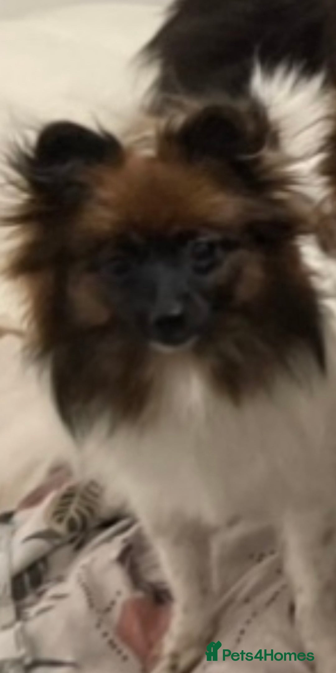 Pomeranian dogs for sale: ****7 Tri/parti Pom pups 3 girls left ** deposit - Image 1