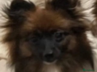 Pomeranian dogs - Advert 1