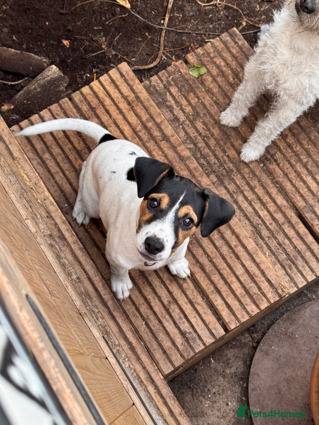 Parson Russell dogs for sale: Parson bitch pup - Advert 2