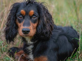 Cocker Spaniel dogs KC REG, HIP/ELBOW SCORED, EYES & DNA 11.4kg in Orpington - Advert 1