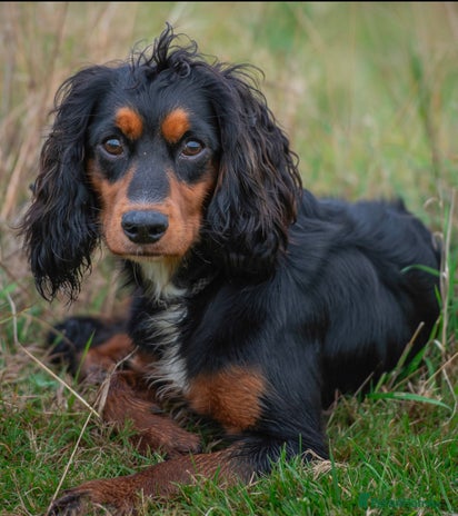 Cocker Spaniel dogs for stud in Orpington - Advert 2
