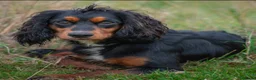 Cocker Spaniel dogs for stud: KC REG, HIP/ELBOW SCORED, EYES & DNA 11.4kg in Orpington - Advert 1
