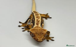 Gecko reptiles for sale: Crested Geckos ( can provide set up) in Upminster - Image 1