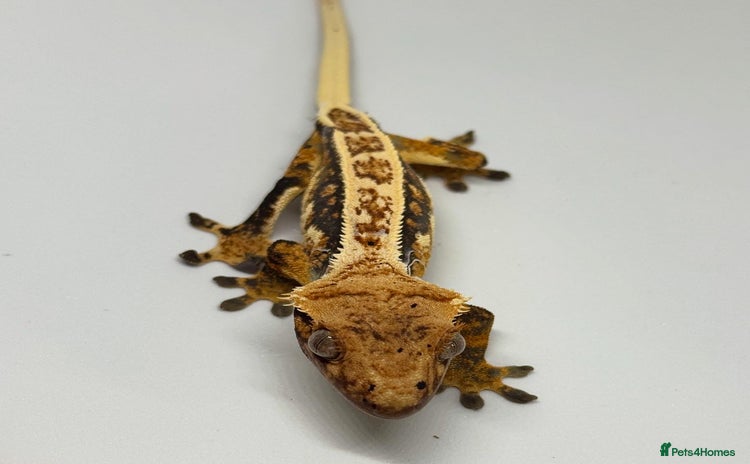 Gecko reptiles in Upminster - Advert 6