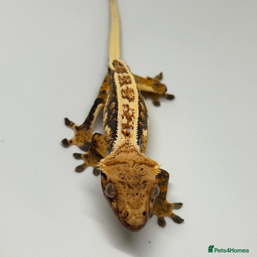 Gecko reptiles for sale: Crested Geckos ( can provide set up) in Upminster - Image 1