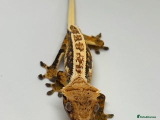 Gecko reptiles in Upminster - Advert 12