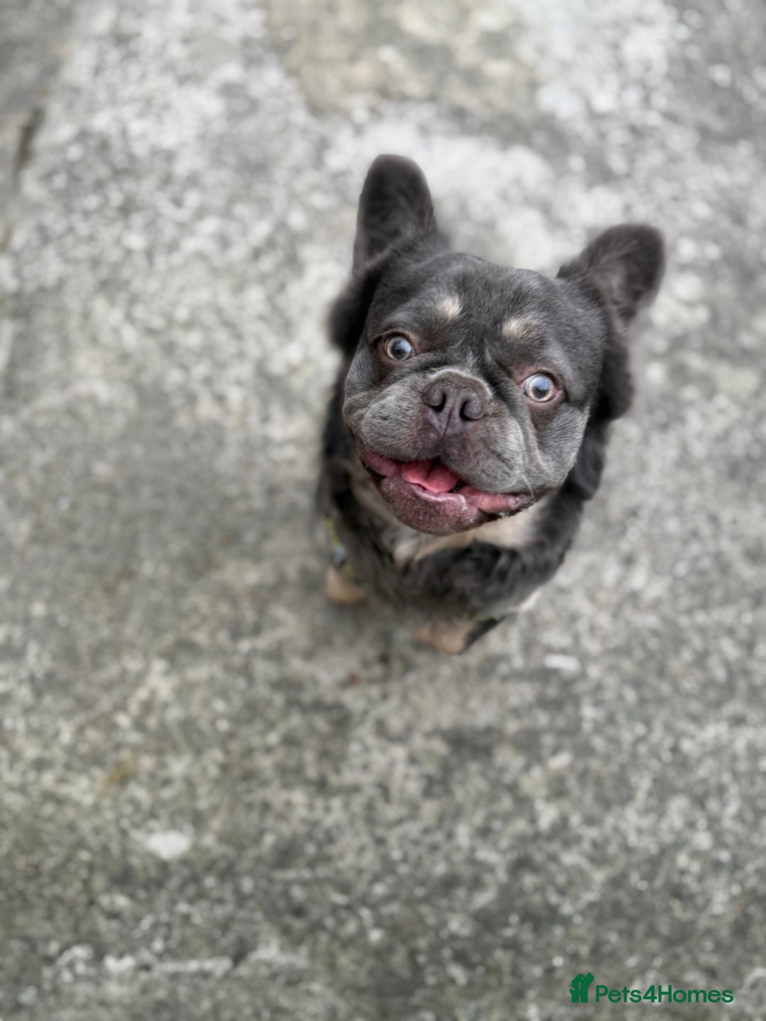 French Bulldog dogs for sale: Fluffy frenchie  - Advert 7