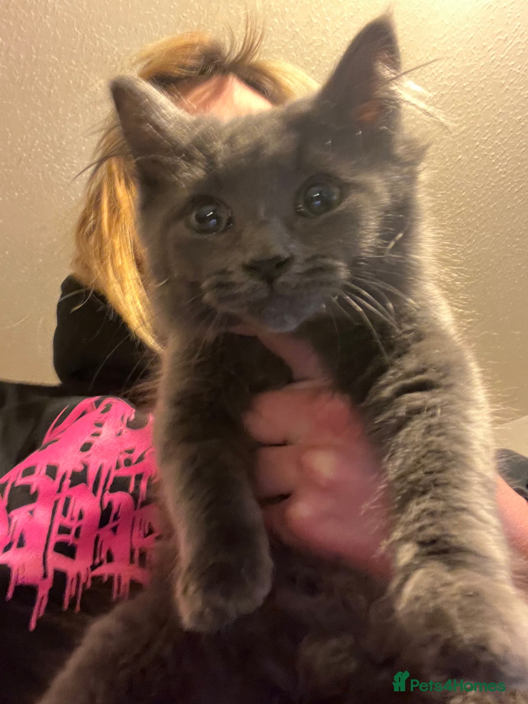 Mixed Breed cats for sale: Grey/blue long hair male kitten 8 weeks old  - Advert 1